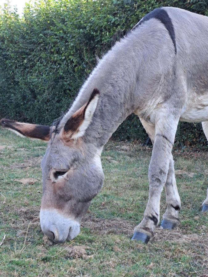 La Suite De Louane Grumesnil Zewnętrze zdjęcie